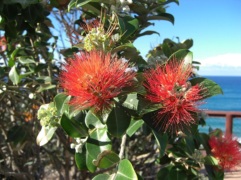 File:Metrosideros in Queensland.jpg