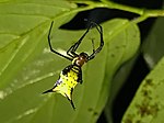 Miniatura para Micrathena miles