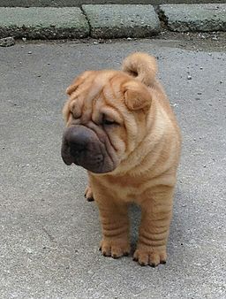 Mini Pei Pup Fawn Standing