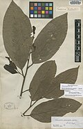Minquartia guianensis Aubl.  BM000028175.jpg