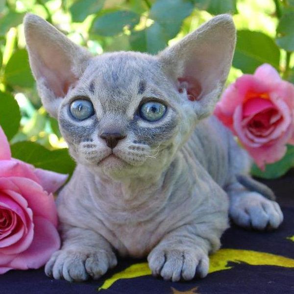 File:Minskin Kitten Female blue tabby color-pattern.jpg