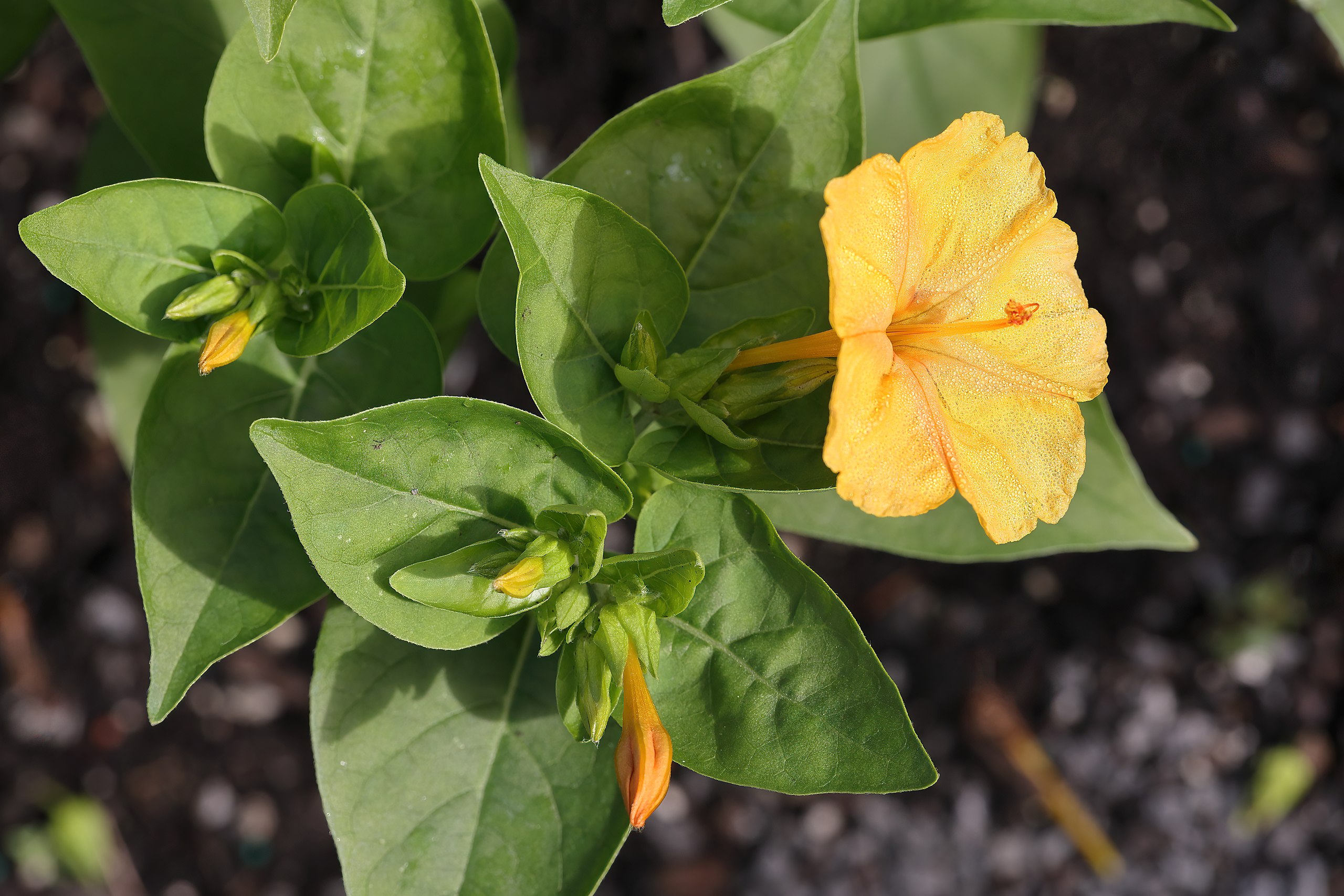 Mirabilis jalapa - Wikipedia