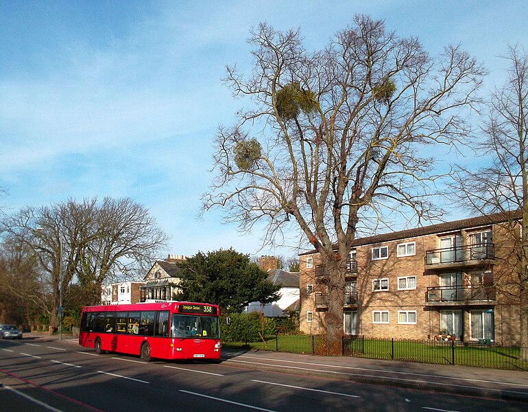 File:Mistletoe and Bus, Bromley Common - geograph.org.uk - 2721562.jpg