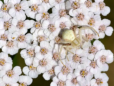 Паук-краба на цвету хајдучке траве. Већина паукова-краба припада фамилији -{Thomisidae}-. Подврста ове фамилије, цветни паук-краба, лови из заседе у цвећу