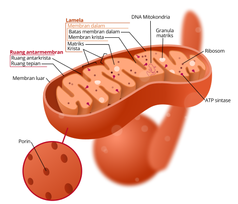 Struktur dari mitokondria Sebuah mitokondria memiliki membran ganda; membran dalamnya berlipat-lipat sehingga memperluas permukaannya.