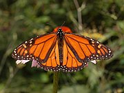 monarch Butterfly Danaus Plexippus Male 2664Px.jpg”的全域用途
