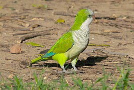 Paprastoji kalita (Buenos Airės, Argentina)