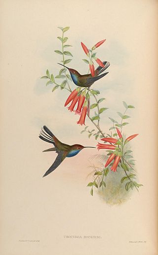 <i>Urochroa</i> Genus of birds
