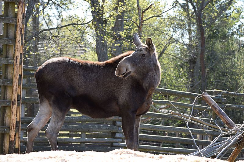 File:Moose at skansen (13972609005).jpg