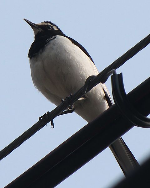 File:Motacilla grandis on wire.JPG