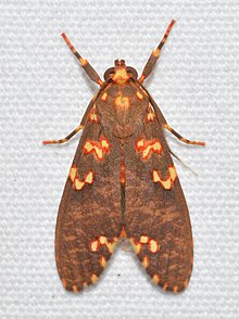 Коста-Рика көбелектері (Coiffaitarctia steniptera) .jpg