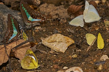 Collective of different butterfly species mud-puddling on a damp stream bed