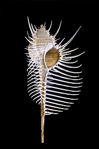 Murex pecten (Venus Comb Murex)