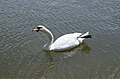 * Nomination: Mute swan (Cygnus olor) drinking.--Peulle 00:22, 9 July 2018 (UTC) * * Review needed