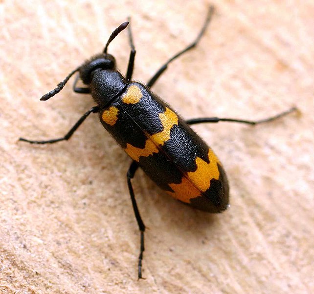 File:Mylabris variabilis01.jpg