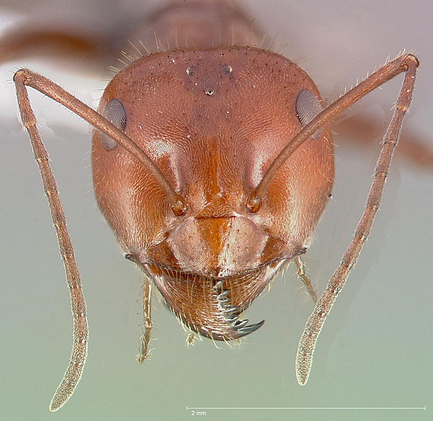 File:Myrmecocystus placodops casent0005415 head 1.jpg