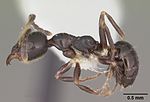 Myrmecorhynchus emeryi casent0010931 профиль 1.jpg