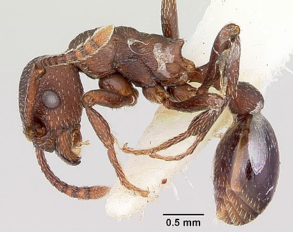 Bộ sưu tập Côn trùng - Page 29 420px-Myrmica_colax_casent0103400_profile_1