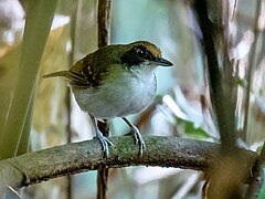 ♀ Myrmoborus lugubris