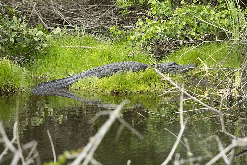 File:NASA Kennedy Wildlife - Alligator (4).jpg