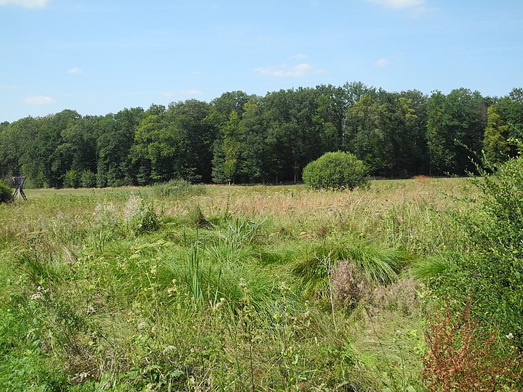 Naturschutzgebiet Sumpfwiese am Wattenberg