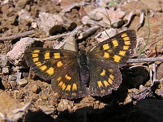 <i>Lycaena feredayi</i> Species of butterfly
