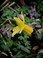 Narcissus 'Tête-à-Tête' side view