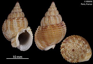 <i>Nassarius arcadioi</i> Species of gastropod