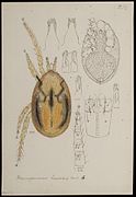 Haemogamasus hirsutus (Berlese), Anthonie Cornelis Oudemans