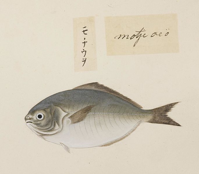 File:Naturalis Biodiversity Center - RMNH.ART.473 - Uraspis helvola - Kawahara Keiga - 1823 - 1829 - Siebold Collection - pencil drawing - water colour.jpeg