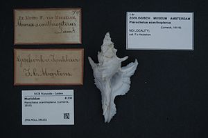 Naturalis Biodiversity Center - ZMA.MOLL.348301 - Pterochelus acanthopterus (Lamarck, 1816) - Muricidae - Mollusc shell.jpeg