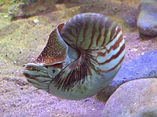 Nautilus pompilius.jpg 