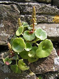 Caracol - Wikipedia, a enciclopedia libre