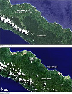 Nasa-Satellietbeeld van ontbossing in Nieu-Ierland tussen 1989 (onder) en 2000 (bo)