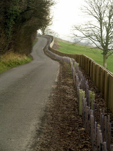 File:New hedge and fence near Somerby Church - geograph.org.uk - 671562.jpg