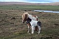 Newborn Shetland pony foal, Baltasound - geograph.org.uk - 1505255.jpg