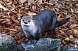 Otter