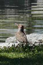 Thumbnail for File:Northern Flicker (Colaptes auratus) - Kitchener, Ontario 02.jpg