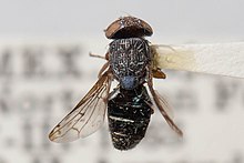 Notogramma purpuratum، dorsal view.jpg