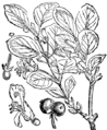 Lonicera xylosteum Navadna pesikovina plate 98 in: Martin Cilenšek: Naše škodljive rastline Celovec (1892)