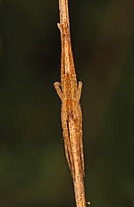 Kindergarten Web Spider - Pisaurina mira, Julie Metz Feuchtgebiete, Woodbridge, Virginia - 10434420074.jpg