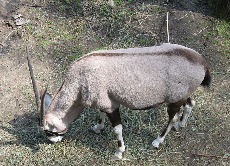 File:Nyíregyháza Zoo, antilop-3.jpg