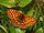 Nymphalidae - Brenthis hekate-001.JPG