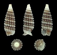 Obesula senilis, shell