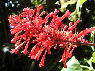 Acanthaceae family of plants