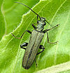 Oedemera sp.