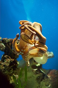 Octopus: Physiology: RNA editing, Anatomy, Behaviour