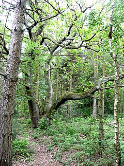 Old coppiced oak, Cottingley Wood Estate - geograph.org.uk - 2435885