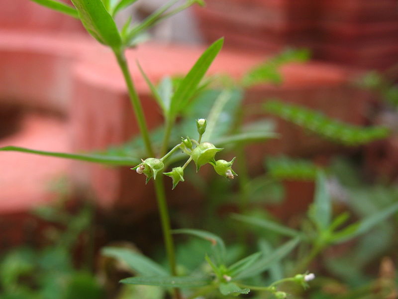 File:Oldenlandia corymbosa seeds.JPG