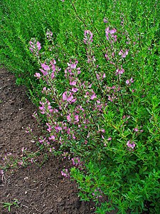 Ononis spinosa Habitus